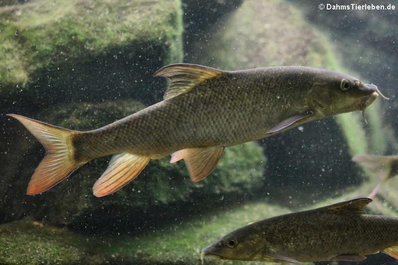 Flussbarbe Barbus barbus-1