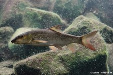 Flussbarbe (Barbus barbus) im Zoologischen Forschungsmuseum Alexander Koenig, Bonn