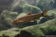 Flussbarbe (Barbus barbus) im Zoologischen Forschungsmuseum Alexander Koenig, Bonn