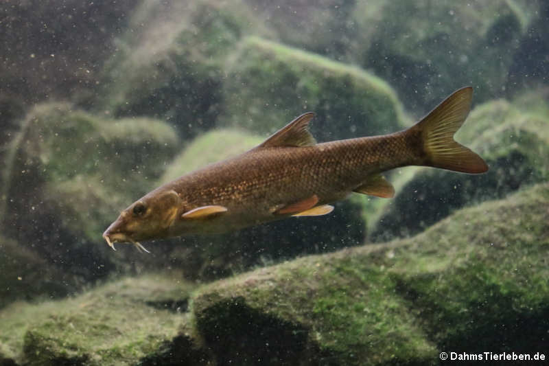 Flussbarbe Barbus barbus-2