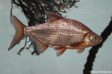 Güster (Blicca bjoerkna) im Zoologischen Forschungsmuseum Alexander Koenig, Bonn