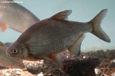 Güster (Blicca bjoerkna) im Zoologischen Forschungsmuseum Alexander Koenig, Bonn