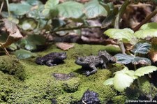 Gelbbauchunken (Bombina variegata) im Zoologischen Forschungsmuseum Alexander Koenig, Bonn