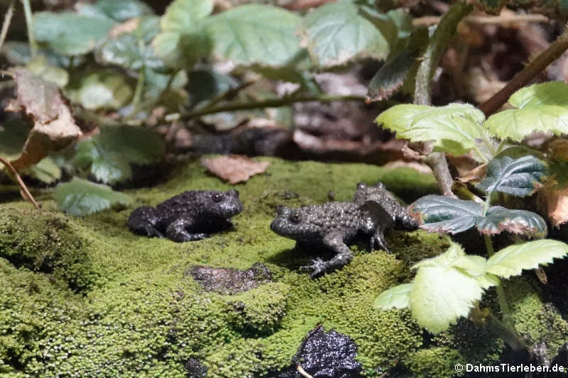 Bombina variegata