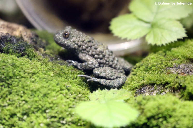 Gelbbauchunke (Bombina variegata)