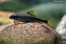 Gestreifte Saugbarbe (Ceratogarra cambodgiensis) im Zoologischen Forschungsmuseum Alexander Koenig, Bonn