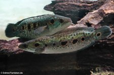 Augenfleck-Schlangenkopffische (Channa pleurophthalma) im Zoologischen Forschungsmuseum Alexander Koenig, Bonn