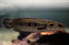 Augenfleck-Schlangenkopffisch (Channa pleurophthalma) im Zoologischen Forschungsmuseum Alexander Koenig, Bonn