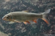 Nase (Chondrostoma nasus) im Zoologischen Forschungsmuseum Alexander Koenig, Bonn