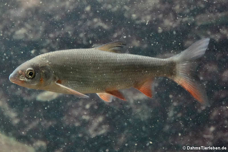 Chondrostoma nasus