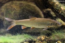 Nase (Chondrostoma nasus) im Zoologischen Forschungsmuseum Alexander Koenig, Bonn