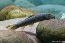 Gepunktete Saugschmerle (Gyrinocheilus pennocki) im Zoologischen Forschungsmuseum Alexander Koenig, Bonn