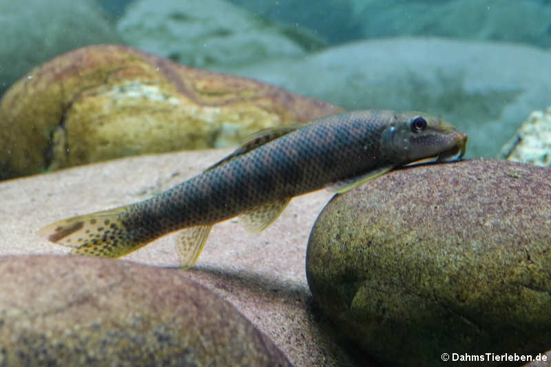 Gepunktete Saugschmerle (Gyrinocheilus pennocki)