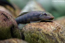 Gepunktete Saugschmerle (Gyrinocheilus pennocki) im Zoologischen Forschungsmuseum Alexander Koenig, Bonn