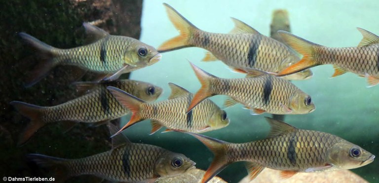 Hampala macrolepidota