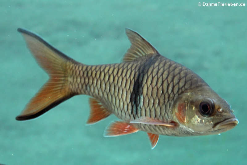 Große Flussbarbe Hampala macrolepidota-2
