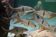 Große Flussbarben (Hampala macrolepidota) im Zoologischen Forschungsmuseum Alexander Koenig, Bonn