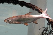 Rapfen (Leuciscus aspius) im Zoologischen Forschungsmuseum Alexander Koenig, Bonn