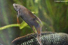 Rotrücken-Makropode (Macropodus erythropterus) im Zoologischen Forschungsmuseum Alexander Koenig, Bonn