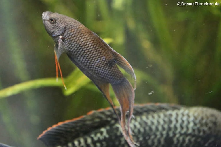 Macropodus erythropterus