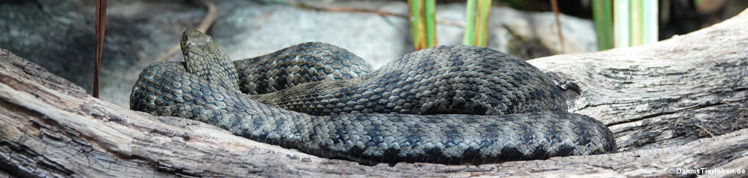 Würfelnatter (Natrix tessellata)