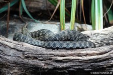 Würfelnatter (Natrix tessellata) im Zoologischen Forschungsmuseum Alexander Koenig, Bonn