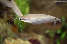 Rübezahl-Glaswels (Ompok pinnatus) im Zoologischen Forschungsmuseum Alexander Koenig, Bonn