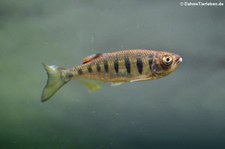 Schmetterlingsbärbling (Opsarius pulchellus) im Zoologischen Forschungsmuseum Alexander Koenig, Bonn