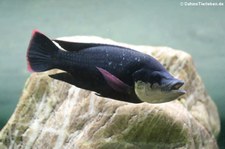 Mosambik-Maulbrüter (Oreochromis mossambicus) im Zoologischen Forschungsmuseum Alexander Koenig, Bonn