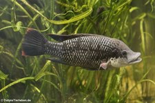 Mosambik-Maulbrüter (Oreochromis mossambicus) im Zoologischen Forschungsmuseum Alexander Koenig, Bonn