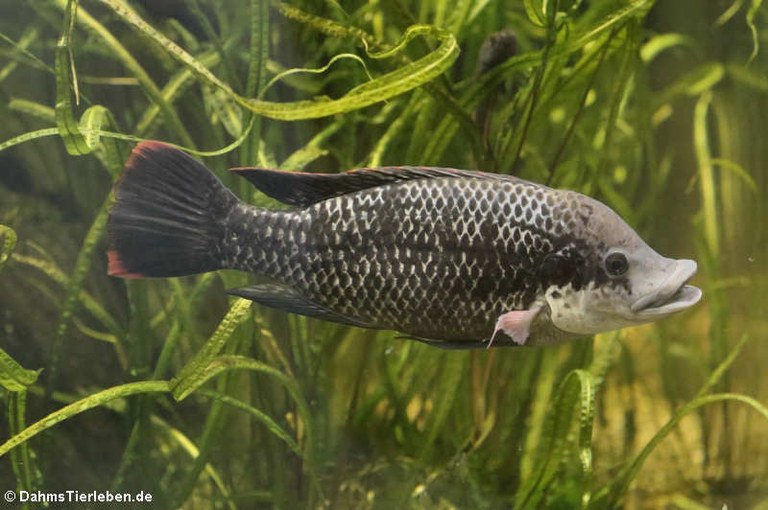 Oreochromis mossambicus