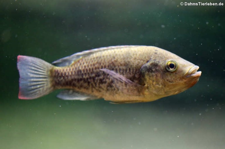 Oreochromis mossambicus