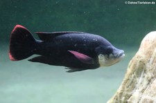 Mosambik-Maulbrüter (Oreochromis mossambicus) im Zoologischen Forschungsmuseum Alexander Koenig, Bonn