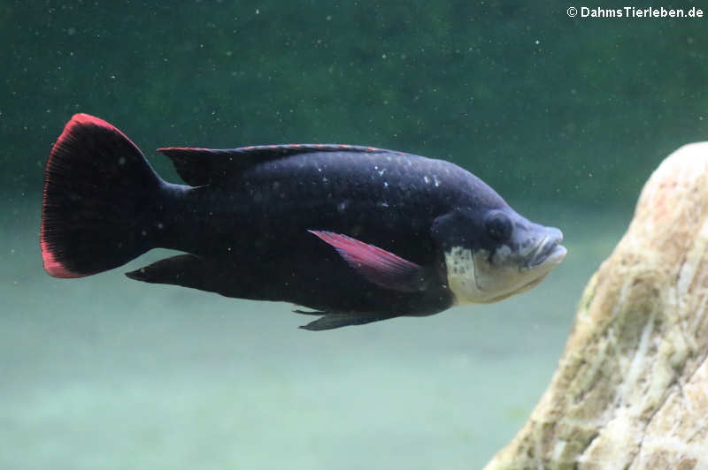 Oreochromis mossambicus