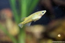 Evers-Reiskärpfling (Oryzias eversi) im Zoologischen Forschungsmuseum Alexander Koenig, Bonn