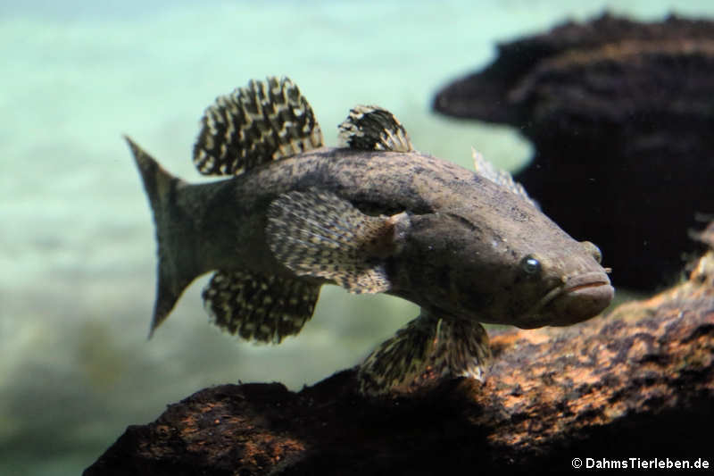 aaa Oxyeleotris marmorata-2