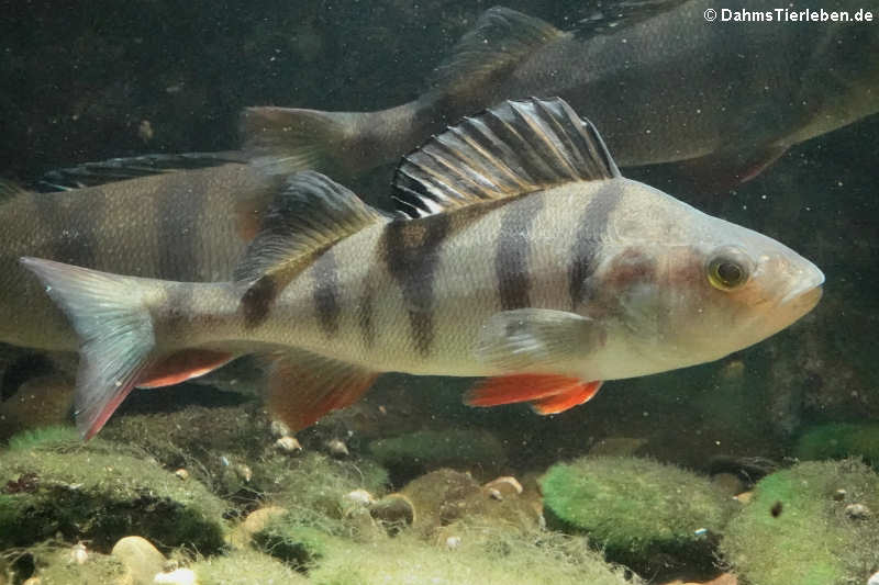 Flussbarsch (Perca fluviatilis) 