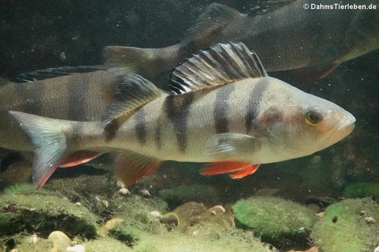 Perca fluviatilis