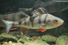 Flussbarsch (Perca fluviatilis) im Zoologischen Forschungsmuseum Alexander Koenig, Bonn