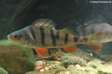 Flussbarsch (Perca fluviatilis) im Zoologischen Forschungsmuseum Alexander Koenig, Bonn