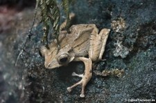 Hornlappen-Ruderfrosch (Polypedates otilophus) im Zoologischen Forschungsmuseum Alexander Koenig, Bonn