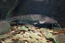 Flusswels (Silurus glanis) im Zoologischen Forschungsmuseum Alexander Koenig in Bonn