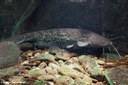 Silurus glanis