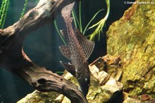 Leopardschilderwels (Pterygoplichthys pardalis) im Zoologischen Forschungsmuseum Alexander Koenig, Bonn