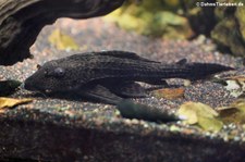 Leopardschilderwels (Pterygoplichthys pardalis) im Zoologischen Forschungsmuseum Alexander Koenig, Bonn