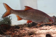 Rotauge (Rutilus rutilus) im Zoologischen Forschungsmuseum Alexander Koenig, Bonn