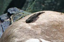 Perllinien-Prachtflossensauger (Sewellia sp. spotted 'SEW01') im Zoologischen Forschungsmuseum Alexander Koenig in Bonn