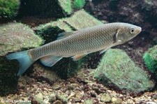 Döbel (Squalius cephalus) im Zoologischen Forschungsmuseum Alexander Koenig, Bonn