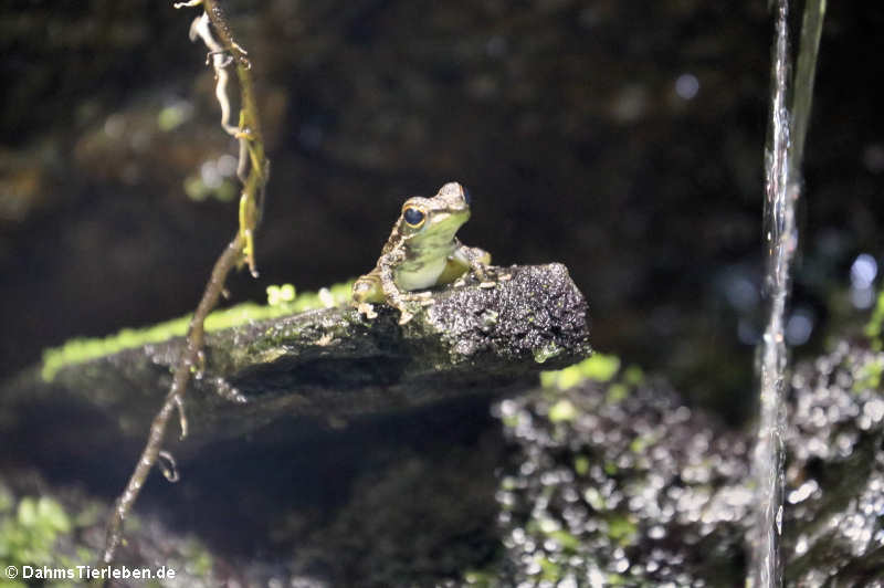 Schwarzgepunkteter Winkerfrosch (Staurois guttatus)