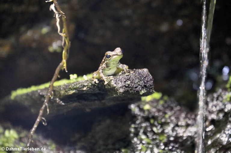 Staurois guttatus